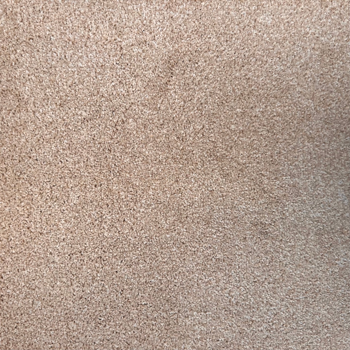 Trident Vicuna